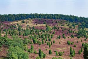 Die Natur der Lüneburger Heide