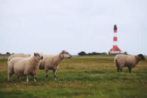 Schafe und ein Leuchtturm an der Nordsee