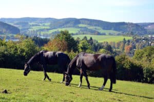 Pferde auf einer Weise im Sauerland