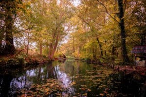 Die Spree im Herbst mit Bäumen am Rand