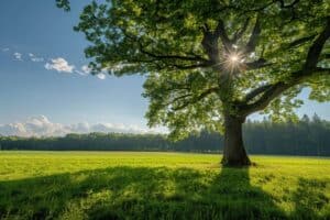 Klassenfahrten nach NRW Naturlandschaft ki mid